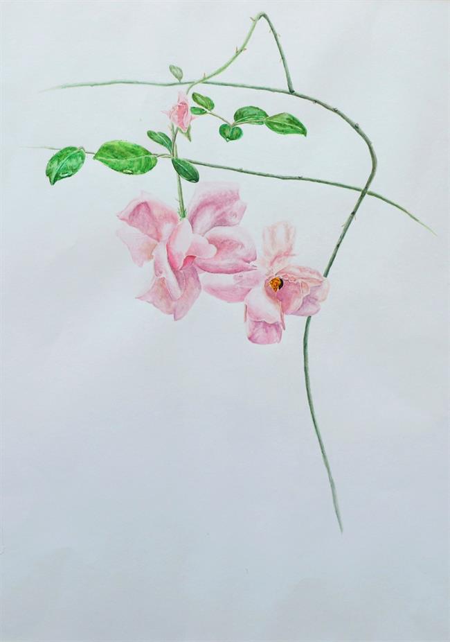 粉蔷薇.jpg